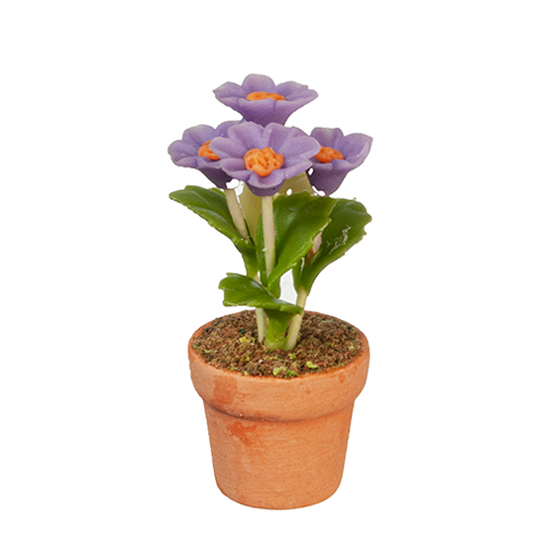 Lavender Daisy In Pot